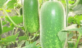 超帅网红吃瓜图片大全,超帅瞬间，图鉴娱乐圈新鲜事